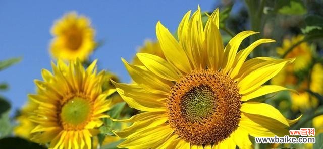 一朵单相思花让我沉醉其中 单相思花开心事深