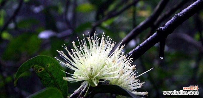 探索自然之美 自然纯真，植物的清新力量