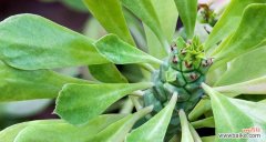 探索自然之美 自然纯真，植物的清新力量