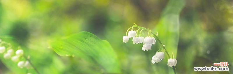 夏季节气花信有哪些花语?如何解读夏季节气的花语?