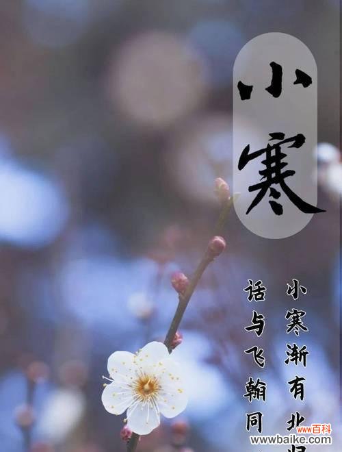 夏季节气花信有哪些花语?如何解读夏季节气的花语?