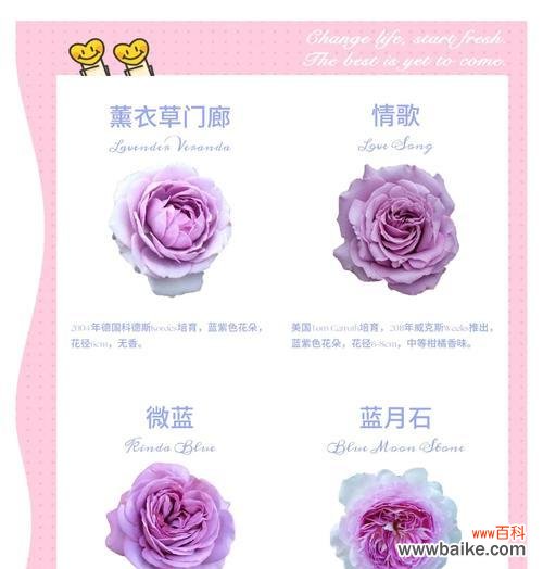 蓝色紫色捧花代表什么?捧花的寓意有哪些?
