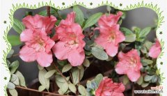 哪些植物象征着友谊和爱情？友谊和爱情的植物花有哪些？