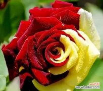 哪些花含有吉祥寓意？