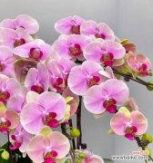 哪种花象征着淳朴的爱情？象征爱情的花有哪些？