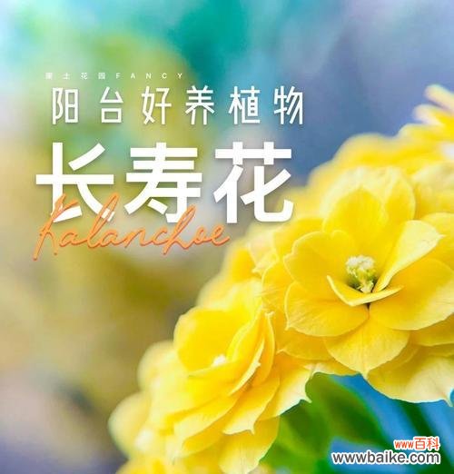 长寿花的花语是什么?它的寓意和来历有哪些?