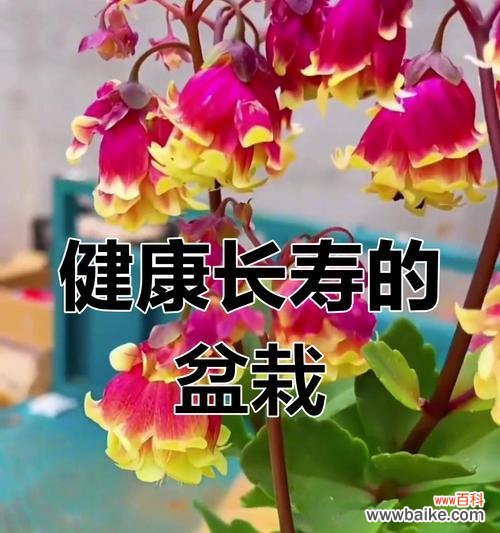 长寿花的花语是什么?它的寓意和来历有哪些?
