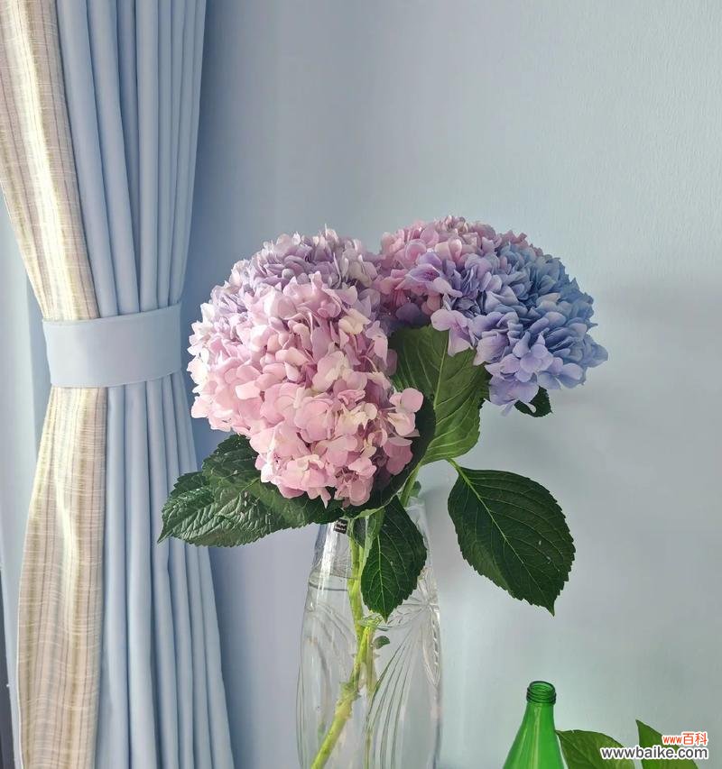 哪种花象征平安健康希望？这些花的寓意是什么？