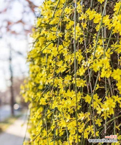 哪种花象征平安健康希望？这些花的寓意是什么？