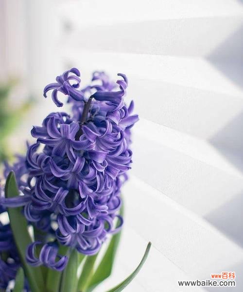 白紫蓝色手捧花的寓意是什么？如何选择色彩搭配的花材？