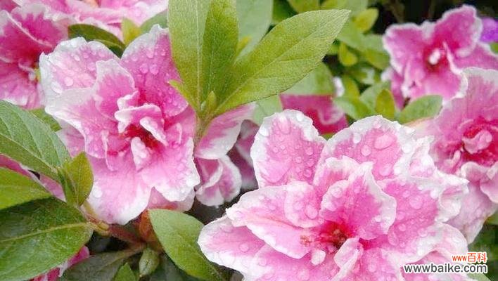 桃红色杜鹃花代表什么?杜鹃花的花语有哪些?