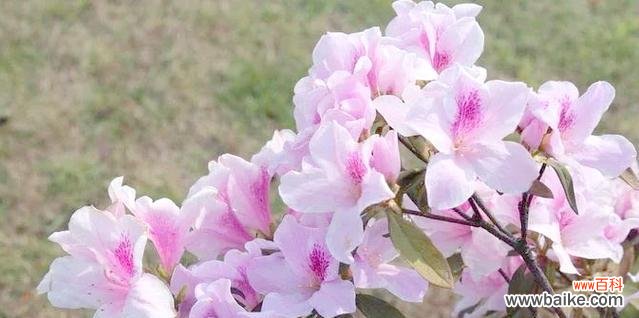 桃红色杜鹃花代表什么?杜鹃花的花语有哪些?