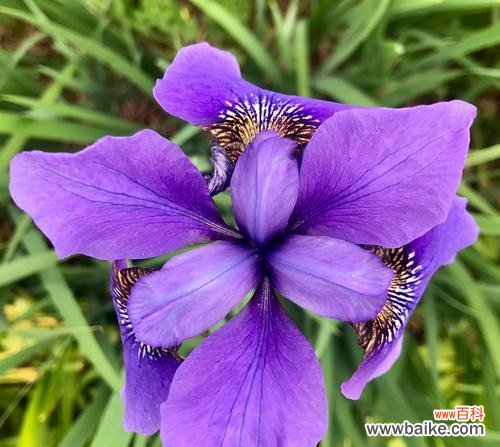 揭开蓝色鸢尾花的花语之谜 蓝色鸢尾花