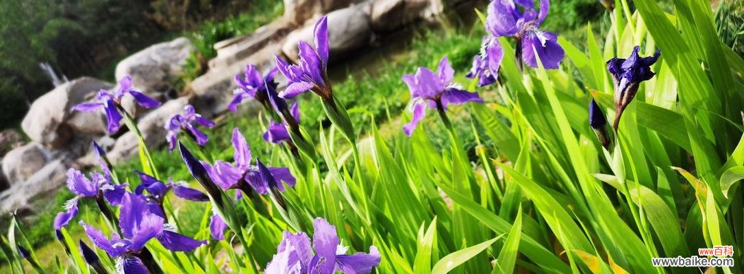 揭开蓝色鸢尾花的花语之谜 蓝色鸢尾花