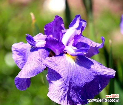 揭开蓝色鸢尾花的花语之谜 蓝色鸢尾花