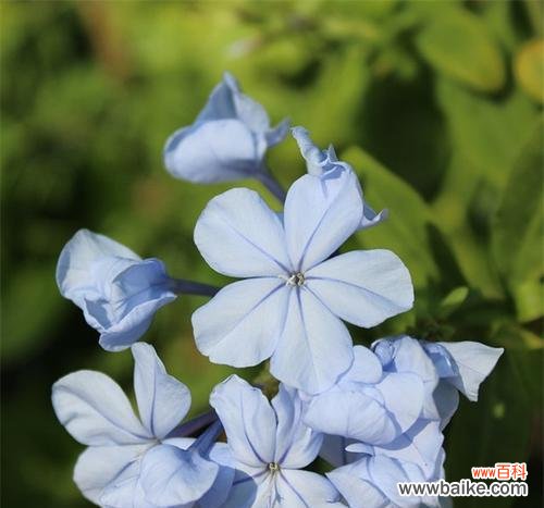 唤起纯洁与希望的蓝雪花 蓝雪花的花语与象征意义