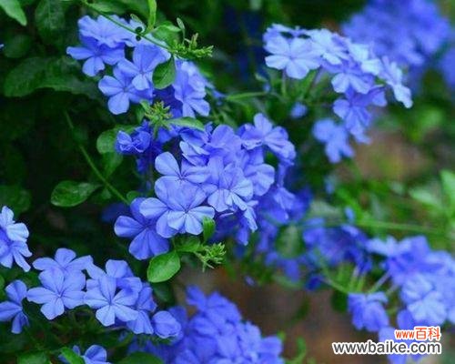 唤起纯洁与希望的蓝雪花 蓝雪花的花语与象征意义