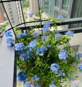 冰雪中的奇迹 蓝雪花