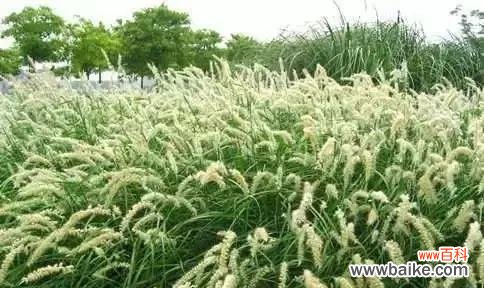 揭示狼尾草花语的深层含义 狼尾草的花语及其意义