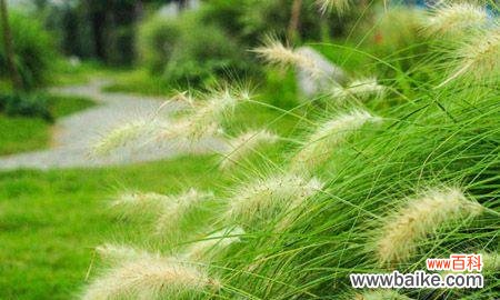 揭示狼尾草花语的深层含义 狼尾草的花语及其意义