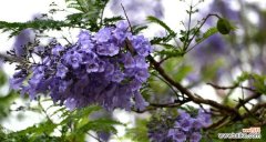 绽放在心灵深处的蓝色梦幻之花 蓝楹花语——爱情的希望与忠诚