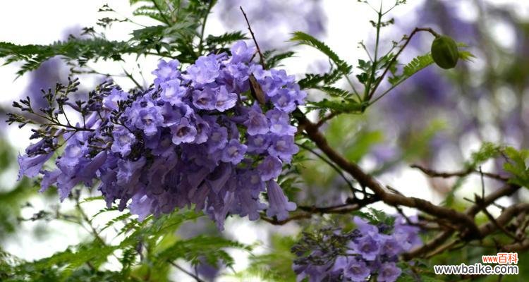 绽放在心灵深处的蓝色梦幻之花 蓝楹花语——爱情的希望与忠诚