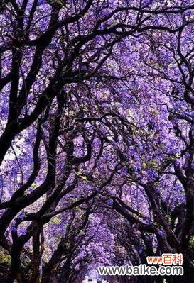 绽放在心灵深处的蓝色梦幻之花 蓝楹花语——爱情的希望与忠诚