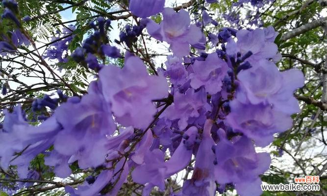 绽放在心灵深处的蓝色梦幻之花 蓝楹花语——爱情的希望与忠诚