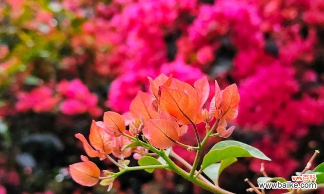 勒杜鹃花语解读与赏析 勒杜鹃的花语