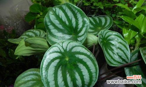 一朵鲜艳如火的花 老虎花的花语之美——用花语诠释老虎花的独特魅力