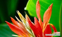 一朵鲜艳如火的花 老虎花的花语之美——用花语诠释老虎花的独特魅力