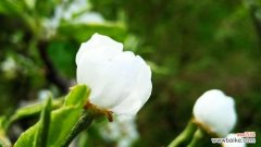 以梨花的花语及象征意义为主题的探索之旅 梨花