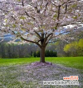 探索自我孤独的植物世界 孤独的植物