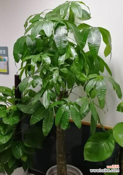 探寻富贵之道 富贵之源——以代表富贵的植物为主题的探索