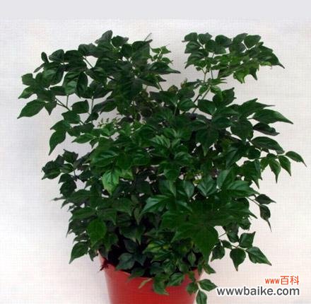 探寻富贵之道 富贵之源——以代表富贵的植物为主题的探索