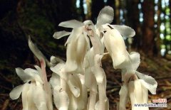 揭秘黑罂粟的邪恶之美 恶魔之花