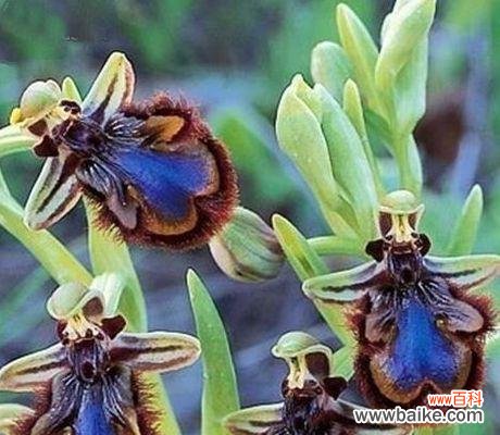 揭秘黑罂粟的邪恶之美 恶魔之花