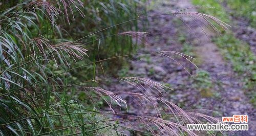 探索植物世界中的奉献之美 以代表奉献的植物