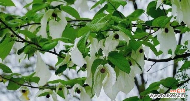 探索世界和平的绿色信使 代表和平的植物