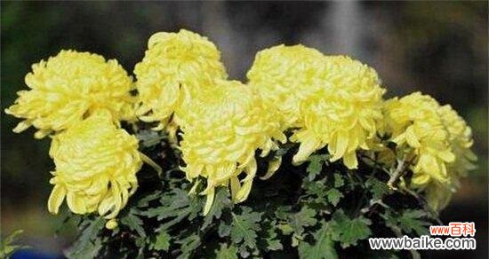 探索世界和平的绿色信使 代表和平的植物