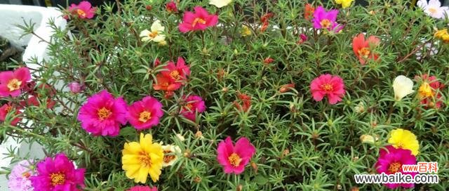 探索世界和平的绿色信使 代表和平的植物