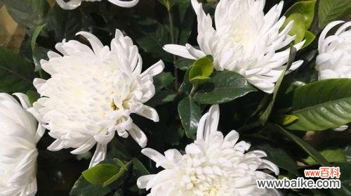 用花语诉说思念之情 怀念逝去亲人的花