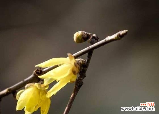 以玫瑰花为主题的生命之道 坚强傲骨