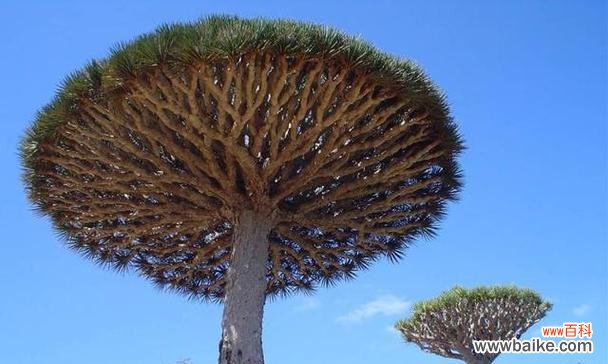 探索生命力与顽强精神的奇妙世界 坚强不屈的植物世界