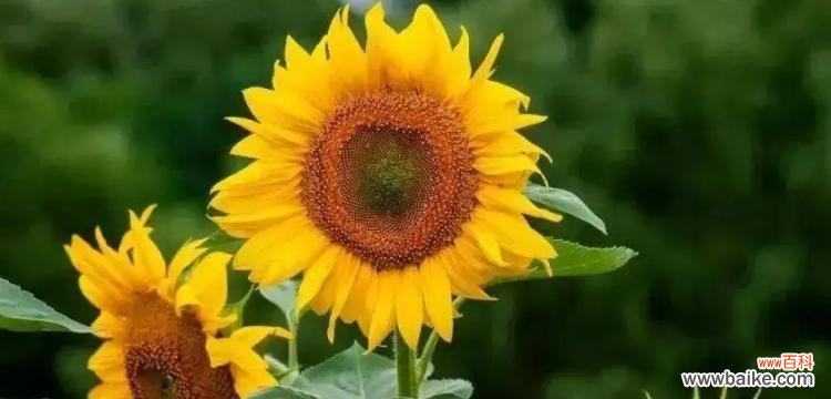 探索生命力与顽强精神的奇妙世界 坚强不屈的植物世界