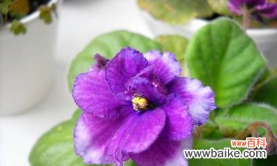 探索花朵中的幻想世界 幻想花卉的神奇世界