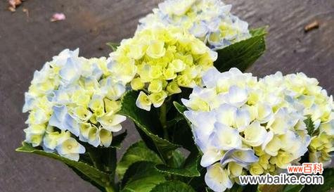 探索花朵中的幻想世界 幻想花卉的神奇世界