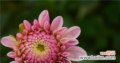 探索花朵中的幻想世界 幻想花卉的神奇世界