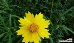 探索自然之美 积极向上的植物-源源不断的力量