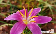 探寻坚韧花朵的神奇世界 坚强勇敢的花